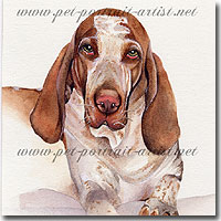 Watercolour Portrait of a Italiano bracco, by Joanna Culley, Pet Portrait Artist