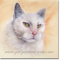 Cat Portrait of Brums. Click on image to see large version