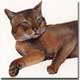 Cat portraits in watercolour, Samson, by Joanna Culley