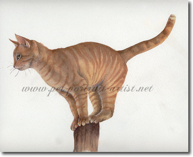 Watercolour Cat Portrait of Tiger on a Post,  by Joanna Culley