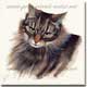Watercolour Pet Portrait of Sophie the Cat, by Joanna Culley