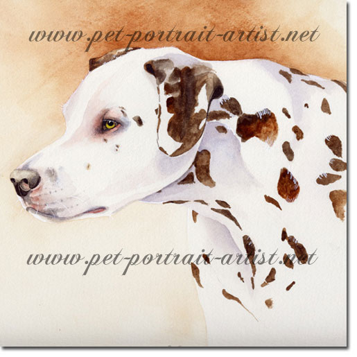 Dog portrait of a dalmation, by Joanna Culley