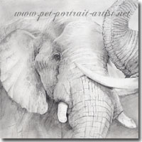 Pencil drawing of two elephants by Joanna Culley