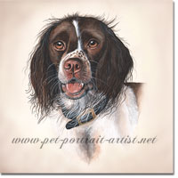 Springer Spaniel Watercolour Portrait