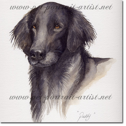 Portrait of a Flat Coated Retriever Dog, Paddy, by Joanna Culley