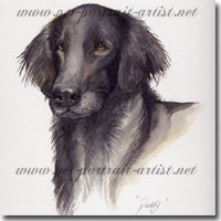 Pet Portrait of a Flat Coated Retriever, Paddy, by Joanna Culley, Pet Portrait Artist
