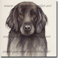 Portrait of a Flat Coated Retriever by Joanna Culley, Pet Portrait Artist