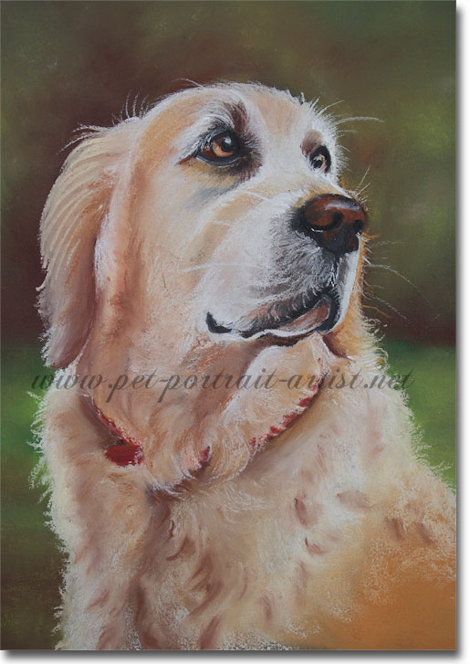 Pastel Portrait of a Golden Retriever, Ben, by Joanna Culley