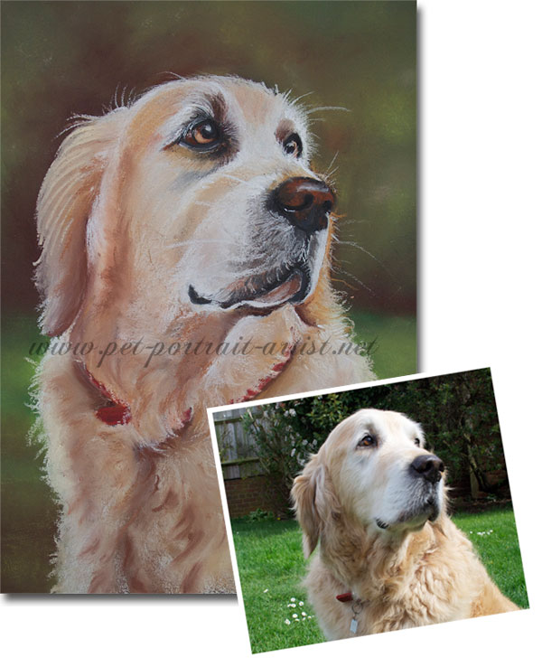 Photo and Pastel Portrait Comparison of a Golden Retriever, Ben, by Joanna Culley
