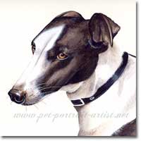 Greyhound Painting in watercolour, by Joanna Culley, Pet Portrait Artist