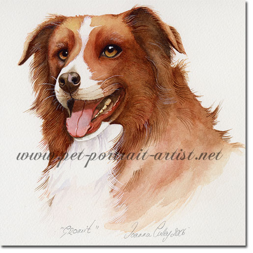 Portrait of a Brown Collie, Gromit, by Joanna Culley