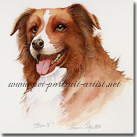 Portrait of a Brown Collie by Joanna Culley. Click on image to see enlarged version.