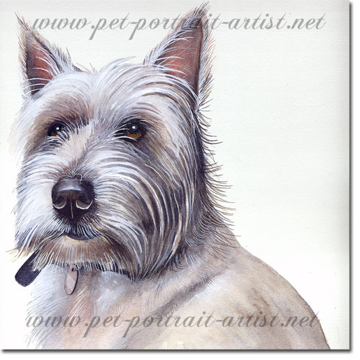 Watercolour Portrait of a Highland Terrier,  by Joanna Culley