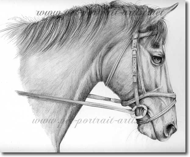 Pencil portrait of a Horse, by Joanna Culley
