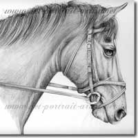 Pencil Horse Portraits.