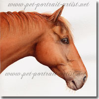 Horse Portrait of Fred - Click on Image of horse for Larger View