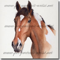 Portrait of a Horse, Gus.