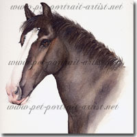 Portrait of a Horse, Jake.