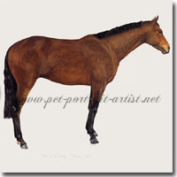 Portrait of Man of Kashmir, Thoroughbred Horse by Joanna Culley