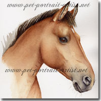 Portrait of a horse's head, Ross, by Joanna Culley.