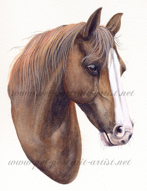 Equine portrait in Watercolour - Amy, by Joanna Culley