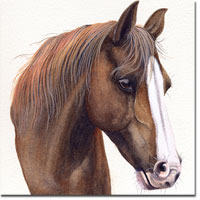 Horse Portrait of Amy
