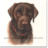 Hugo Labrador Dog Portrait