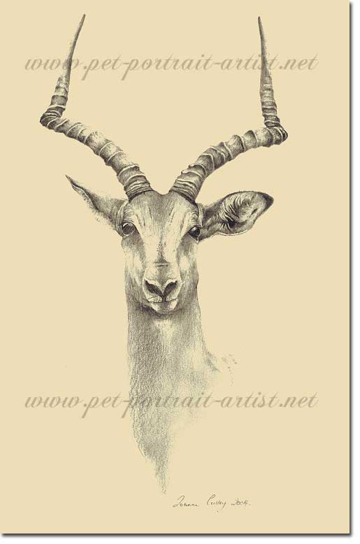 Pencil Drawing of an Impala, by Joanna Culley