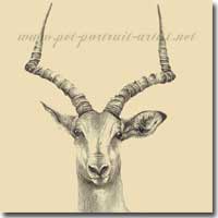 Pencil drawing of an impala by Joanna Culley