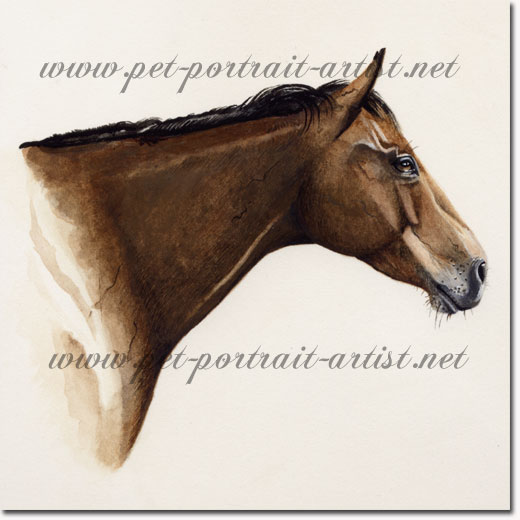 Portrait of a horse's head, Thoroughbred Horse, by Joanna Culley