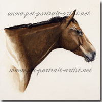 Portrait of a horse's head by Joanna Culley
