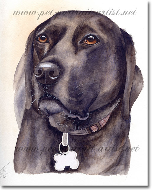 Portrait of a Labrador, Gill, by Joanna Culley