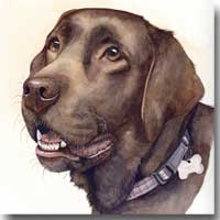 Lottie a Labrador Pet Portrait, by Joanna Culley, Pet Portrait Artist