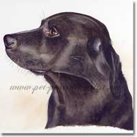 Labrador pet portraitof Toby, in watercolour paint, by Joanna Culley, Pet Portrait Artist