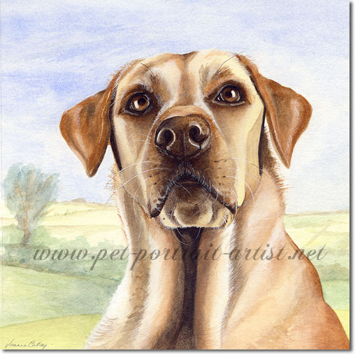 Portrait of Labrador, by Joanna Culley