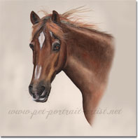 Lancer Horse Portrait