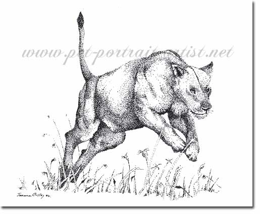 Pen and Ink Drawing of a Lioness, by Joanna Culley
