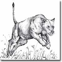 Pen and ink drawing of a lioness by Joanna Culley
