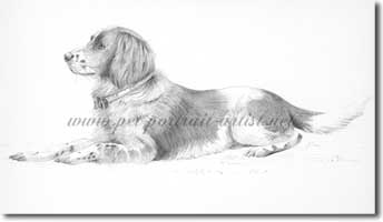 Pencil Dog Portrait, by Joanna Culley, Click on image to see enlarged version.