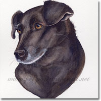 Millie Pet Portrait, by Joanna Culley, Pet Portrait Artist