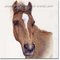 Portrait of a Horse, Simbad