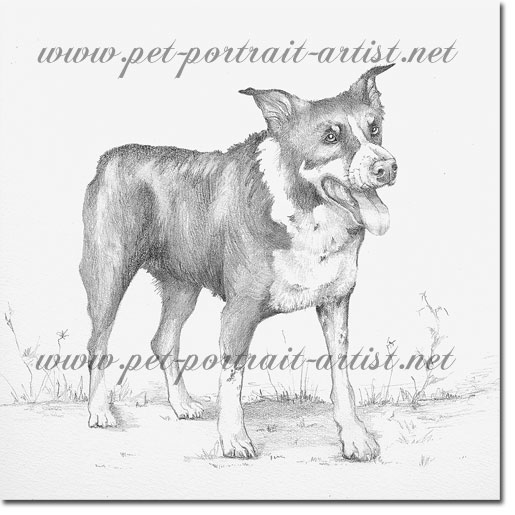 Portrait of a Dog in pencil, by Joanna Culley