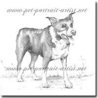 Pencil Portrait of a Border Collie, by Joanna Culley, Pet Portrait Artist