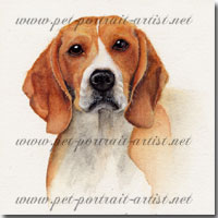 Portrait of a pet beagle by Joanna Culley