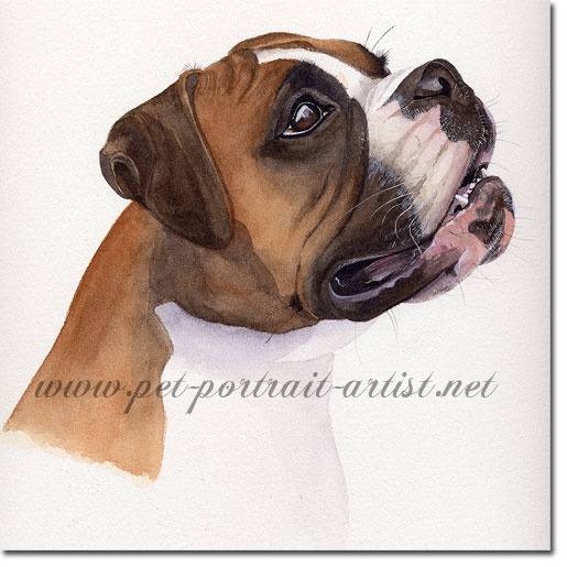 Portrait of a Boxer Dog, by Joanna Culley