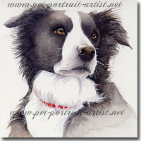 Portrait of Phoebus, Collie by Joanna Culley