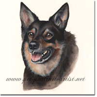Rufus Watercolour Painting