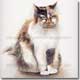 Full body Portrait of Sheba the Cat, by Joanna Culley