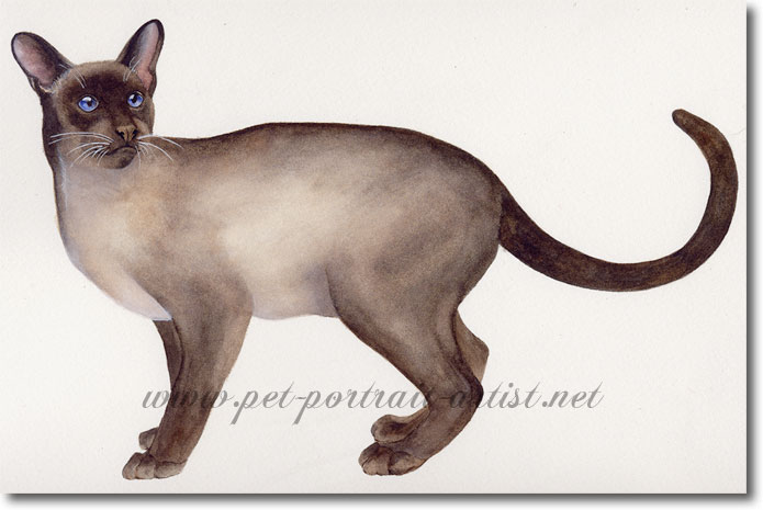 Portrait of a Siamese cat, in watercolour, by Joanna Culley