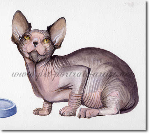 Watercolour Cat Portrait of a Sphynx Breed,  by Joanna Culley